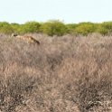 NAM OSHI Etosha 2016NOV26 002 : 2016, 2016 - African Adventures, Africa, Date, Etosha National Park, Month, Namibia, November, Oshikoto, Places, Southern, Trips, Year